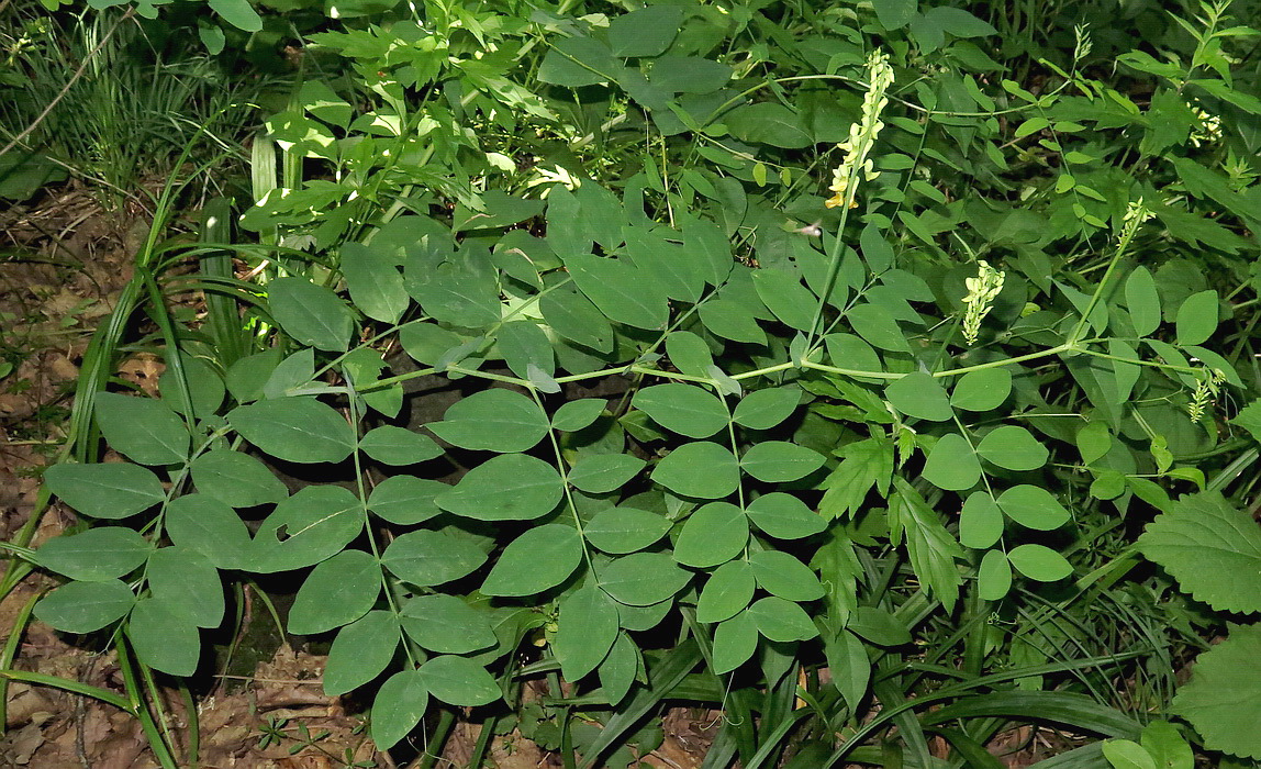 Изображение особи Lathyrus davidii.