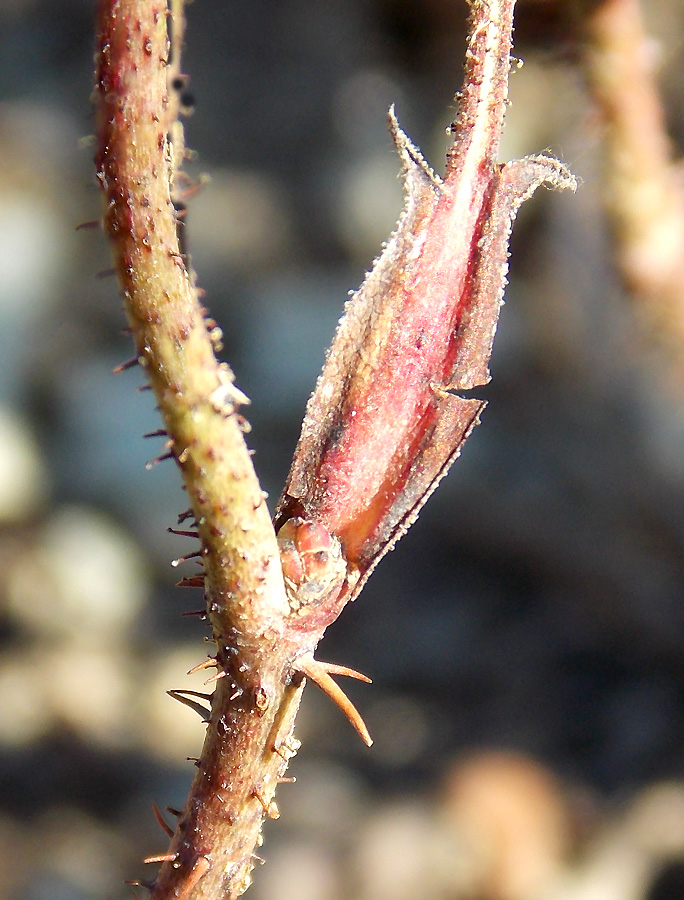 Image of Rosa gallica specimen.