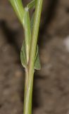 Crypsis schoenoides