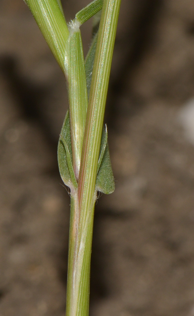 Image of Crypsis schoenoides specimen.