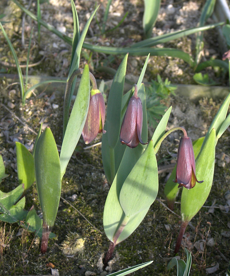 Изображение особи Fritillaria armena.