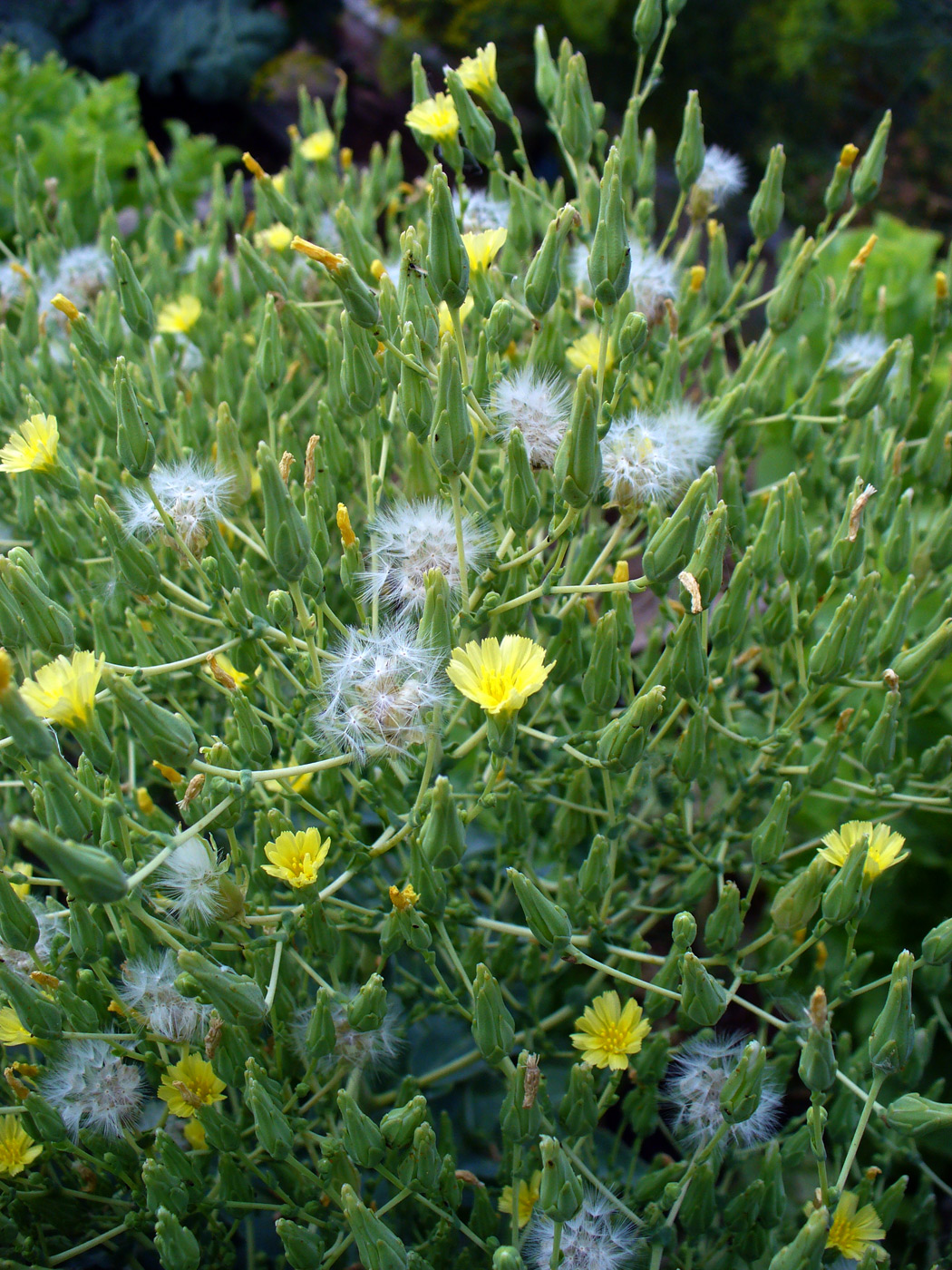 Image of Lactuca sativa specimen.