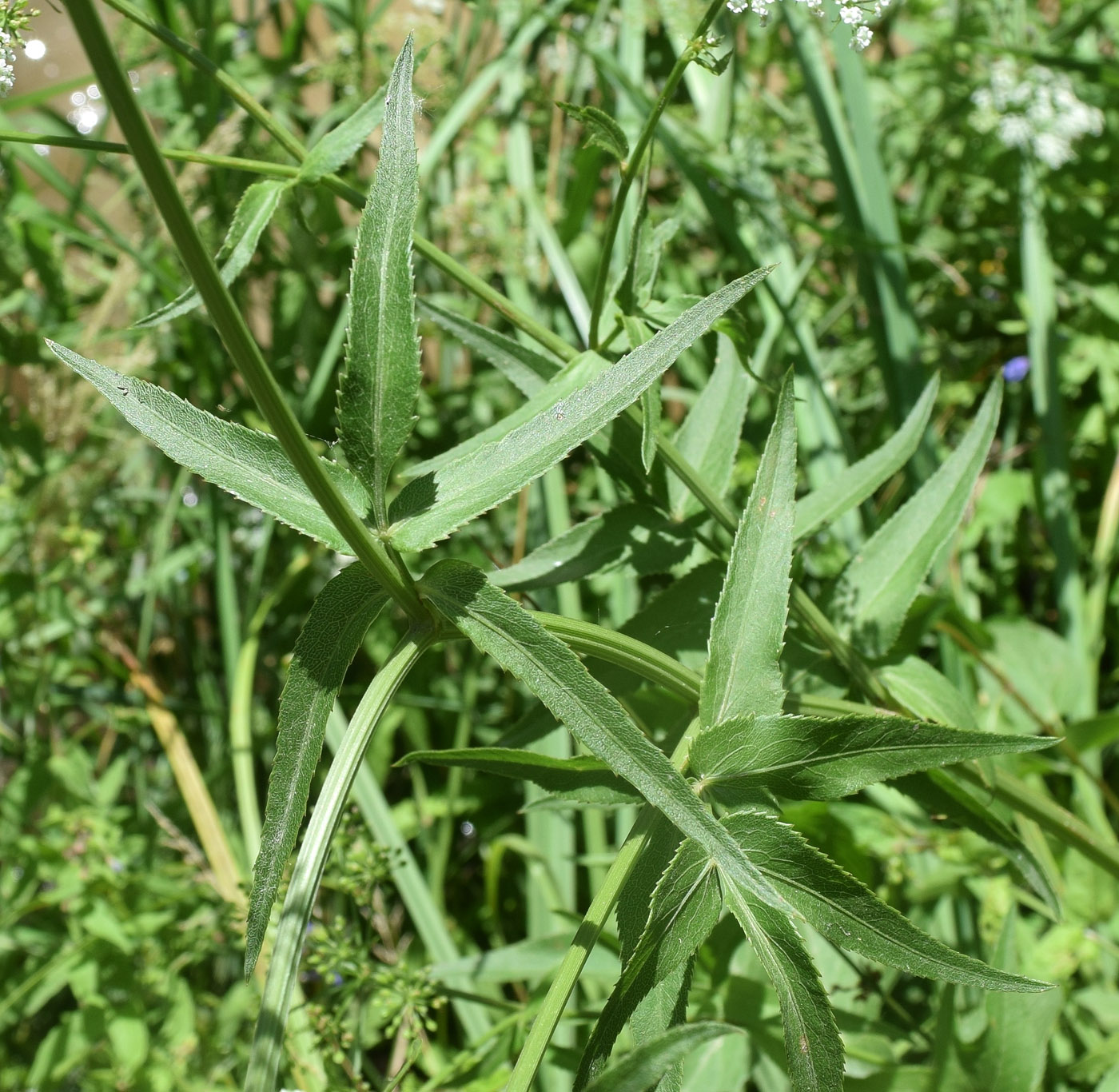 Image of Sium sisaroideum specimen.