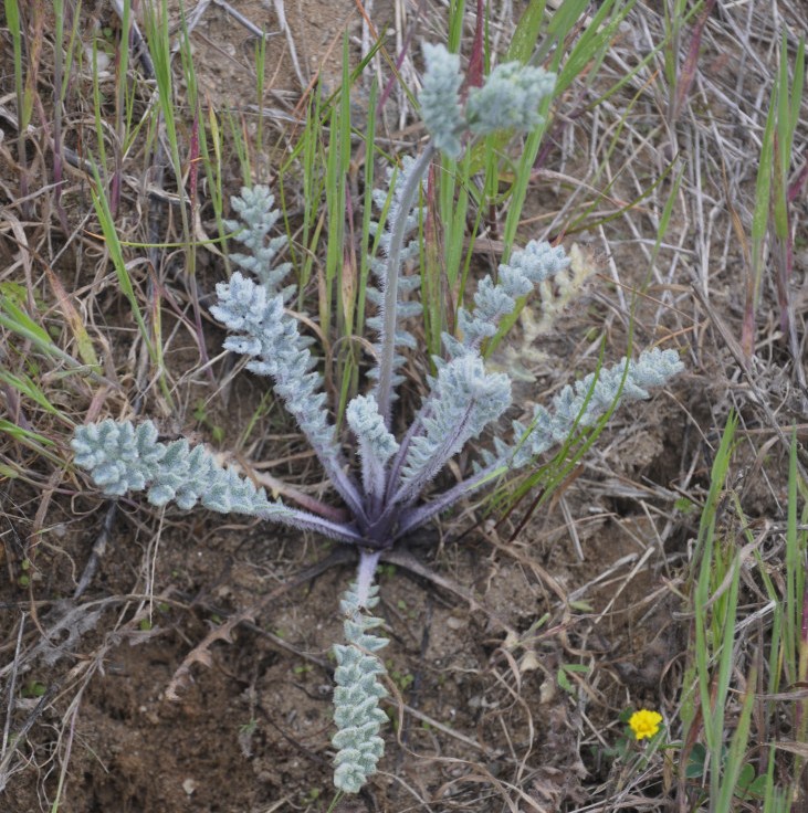 Изображение особи Glaucium flavum.