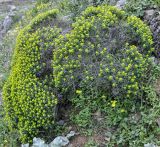 Euphorbia acanthothamnos