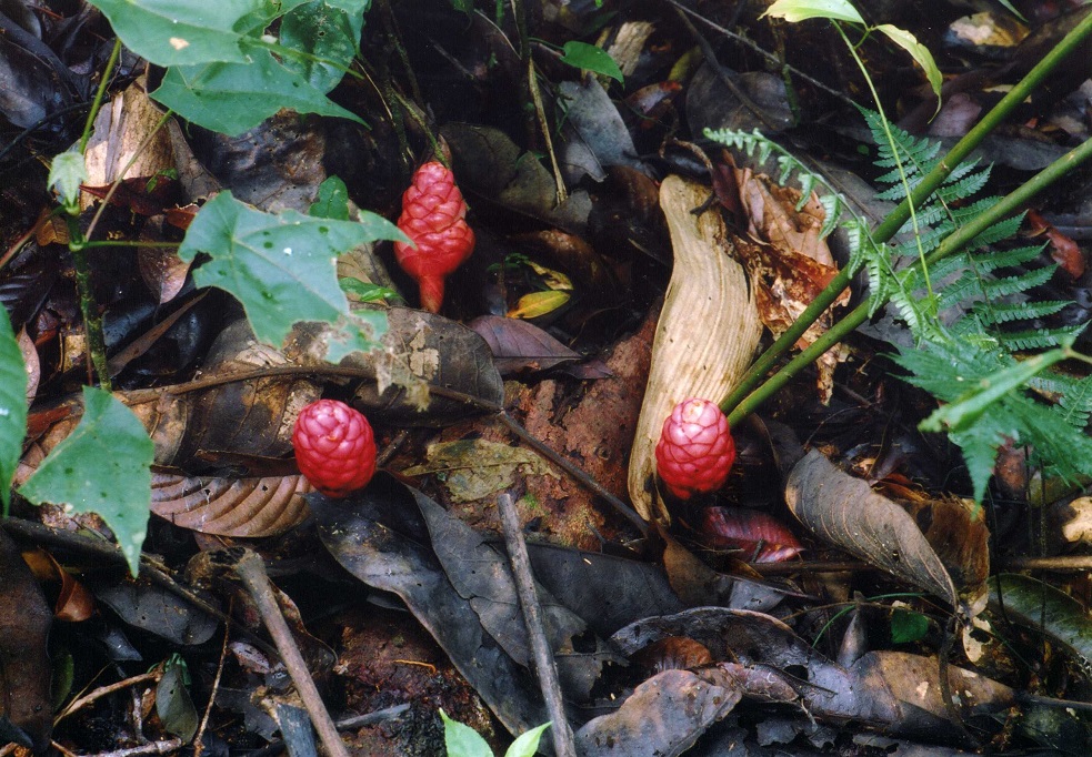Image of genus Zingiber specimen.