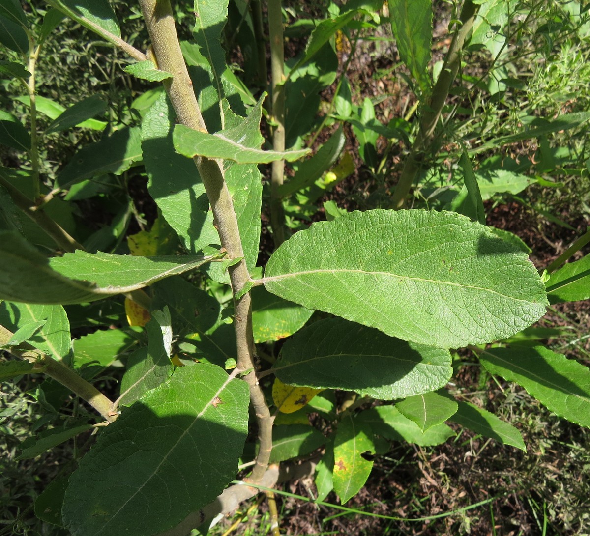 Image of Salix cinerea specimen.
