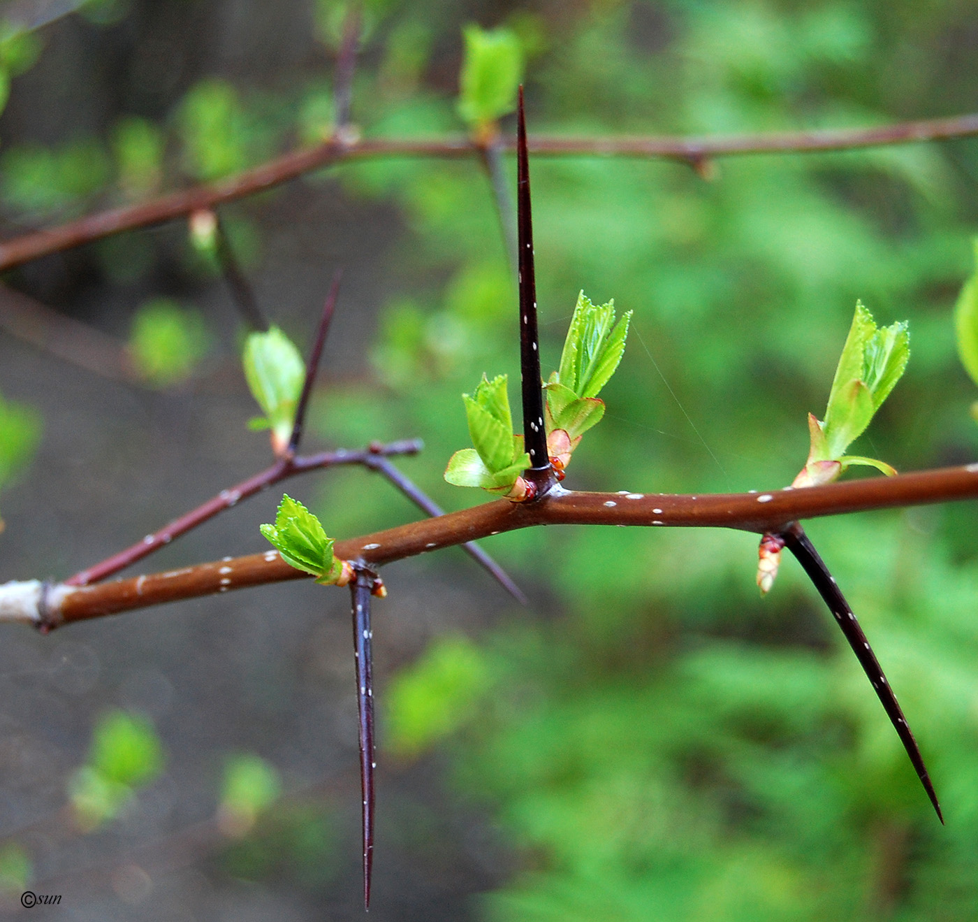 Изображение особи род Crataegus.