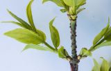 Euonymus verrucosus