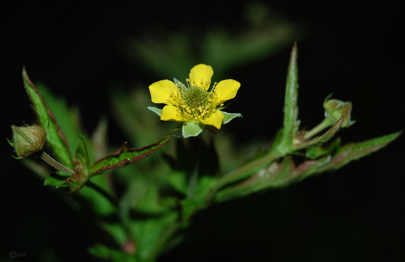 Image of Geum urbanum specimen.