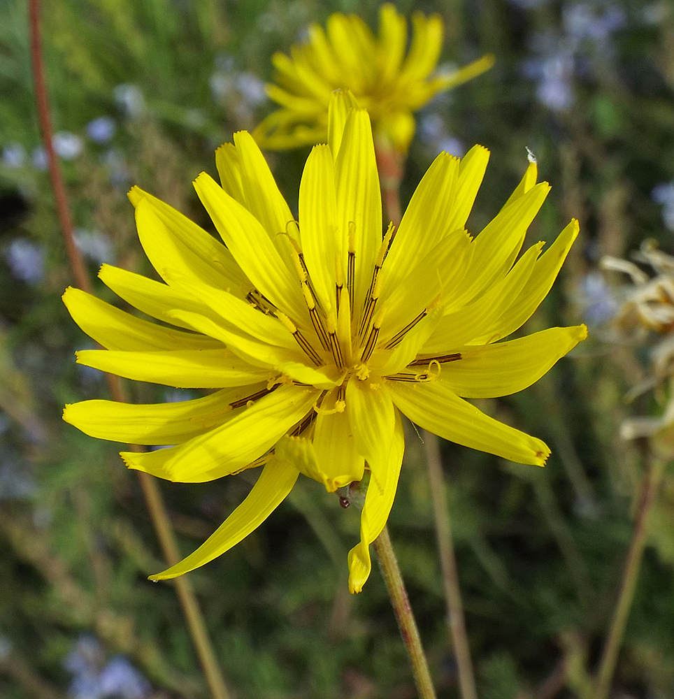 Изображение особи Scorzonera stricta.