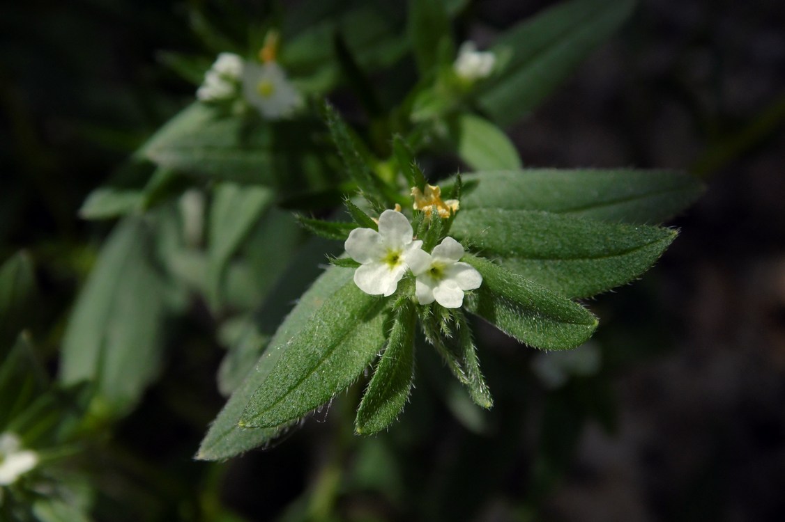 Image of Buglossoides arvensis specimen.