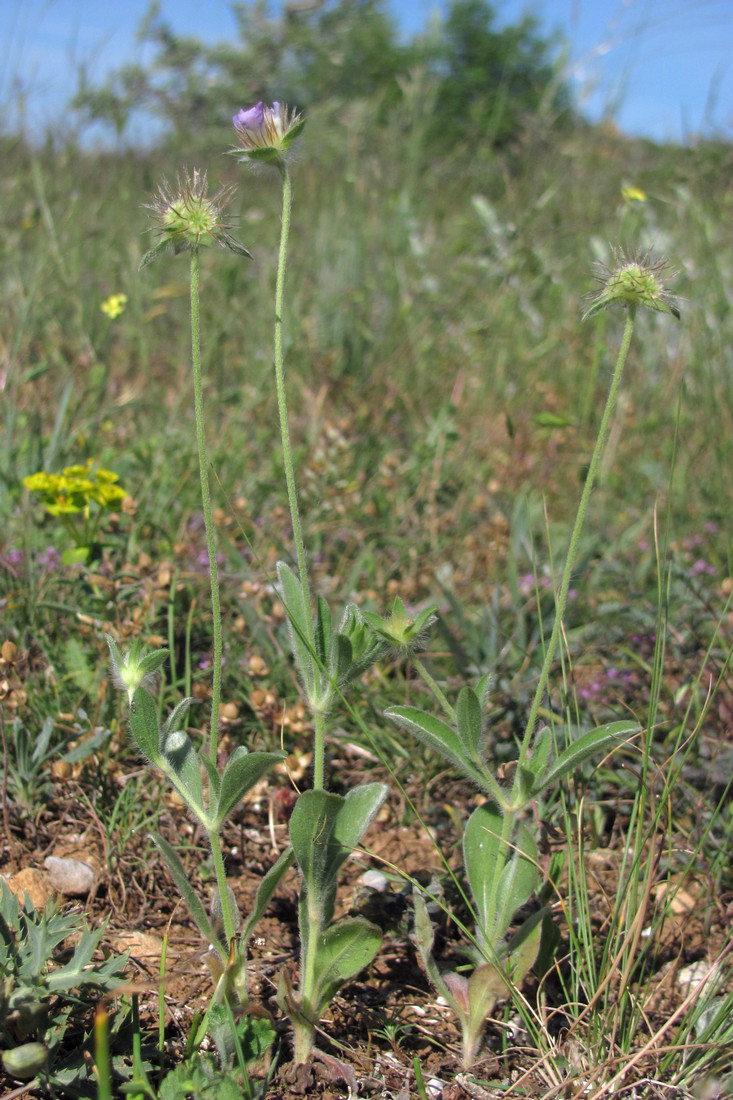 Изображение особи Lomelosia brachiata.