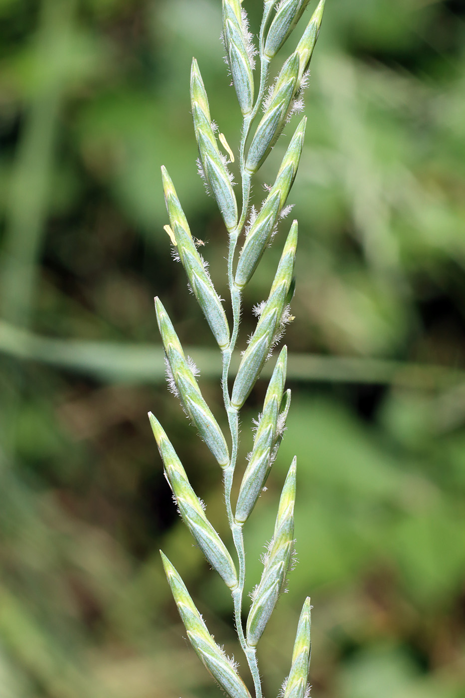 Изображение особи Elytrigia lolioides.