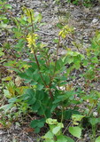 Astragalus frigidus