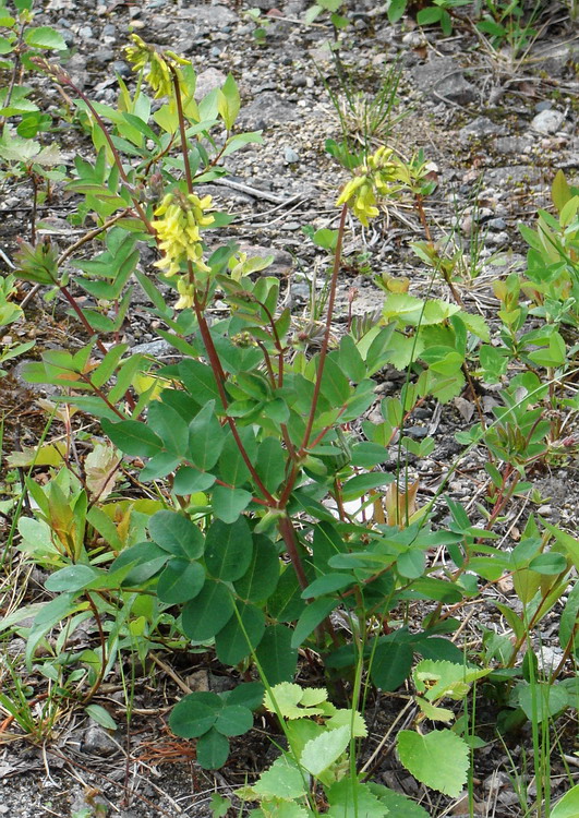 Изображение особи Astragalus frigidus.