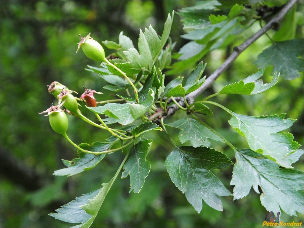 Изображение особи род Crataegus.