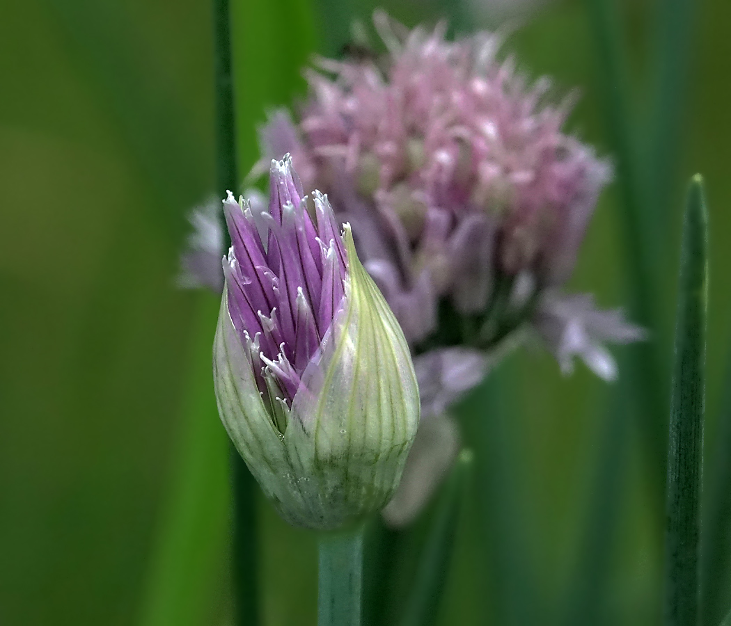 Image of Allium schoenoprasum specimen.