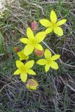 Anemone gortschakowii