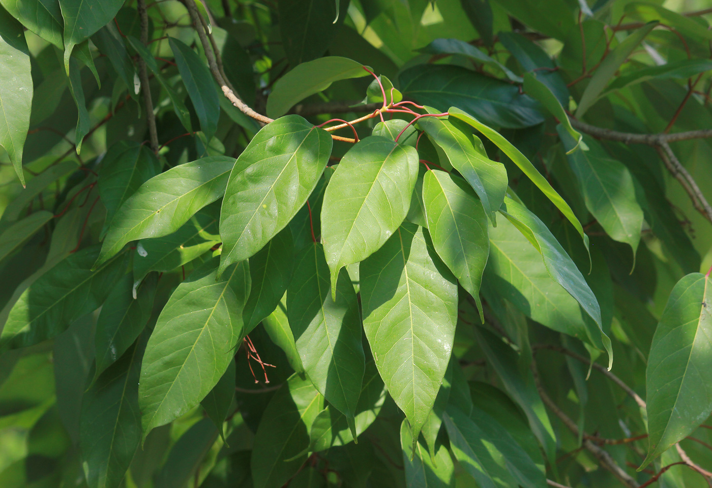 Image of Acer oblongum specimen.