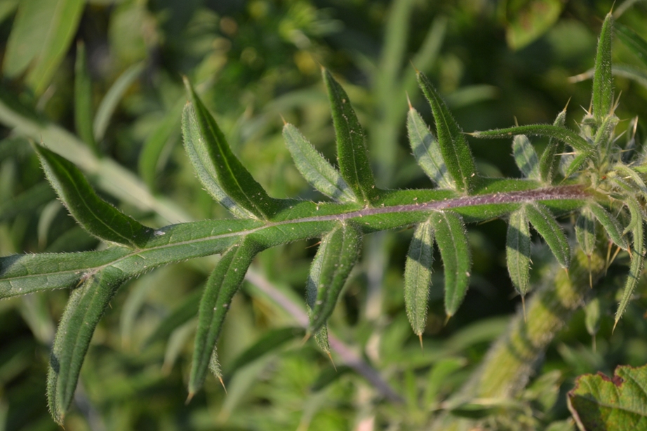 Изображение особи Cirsium polonicum.