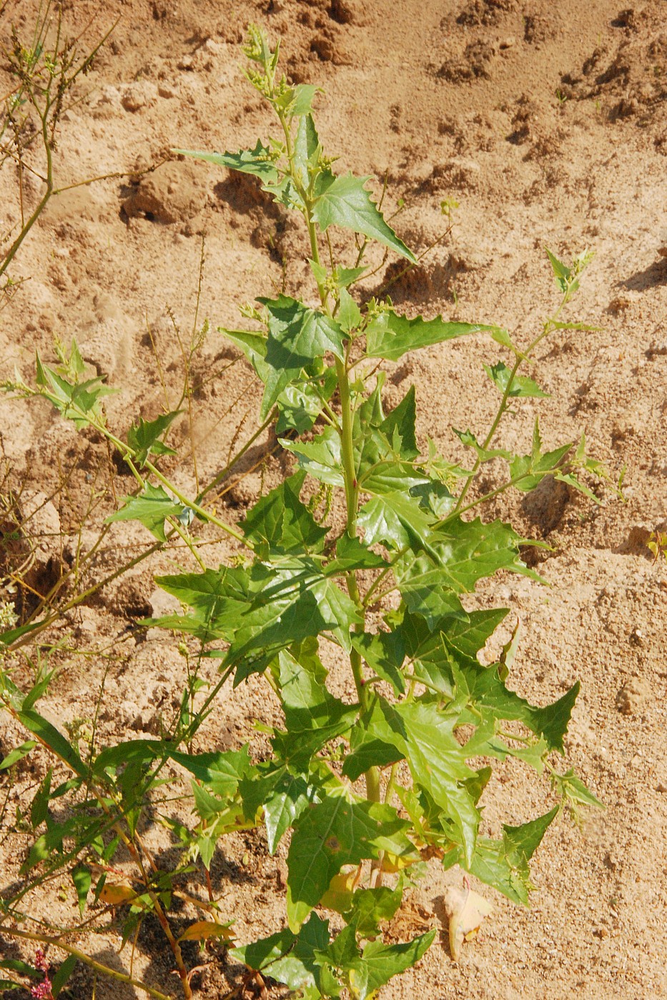 Изображение особи Atriplex sagittata.