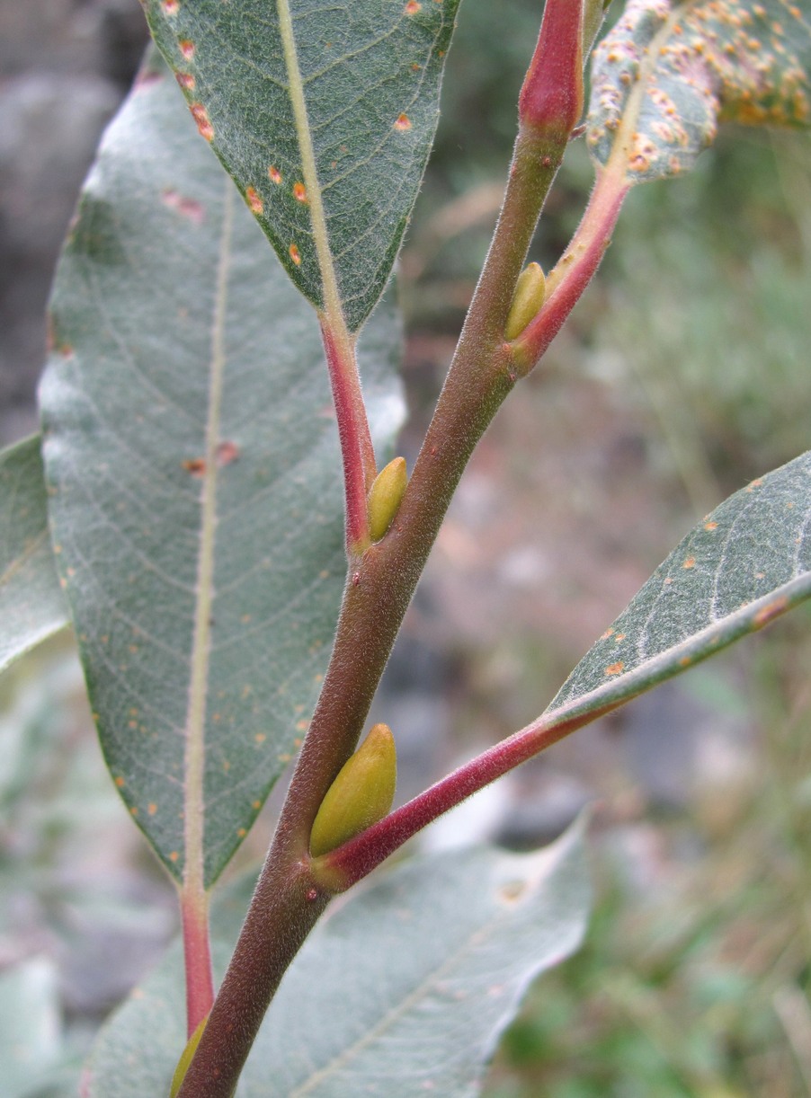 Image of Salix pantosericea specimen.