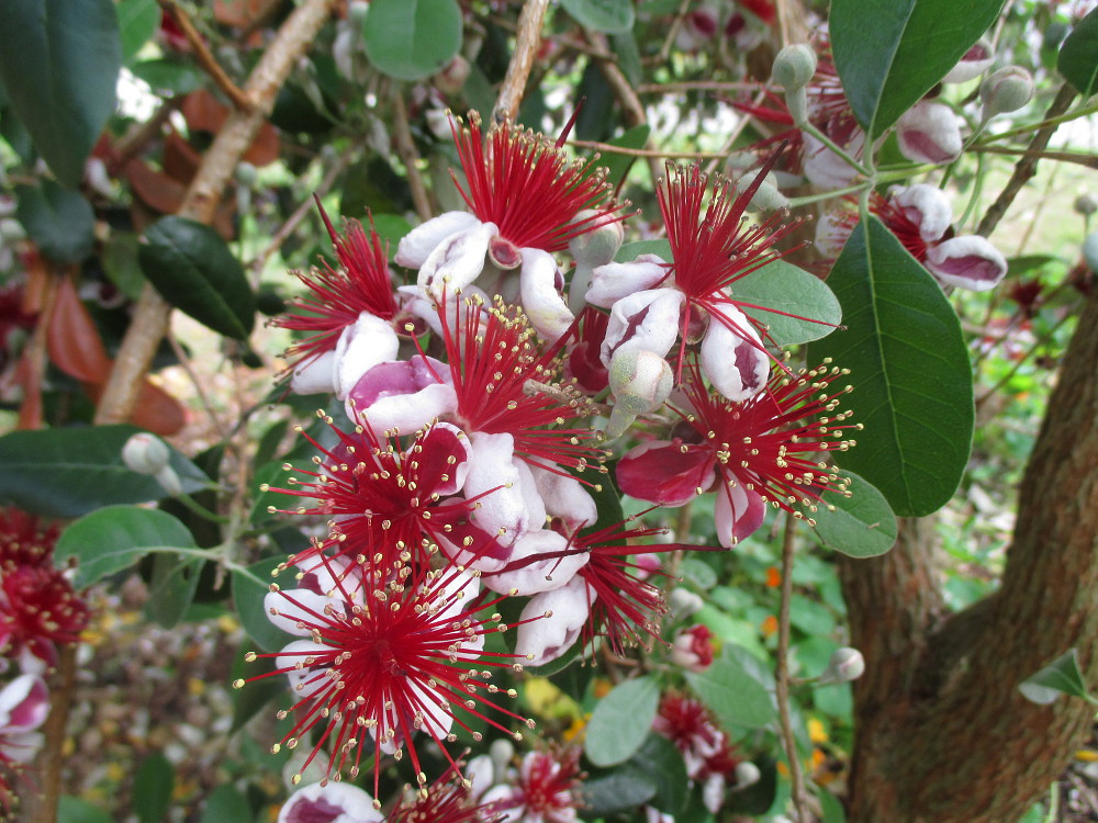 Image of Acca sellowiana specimen.