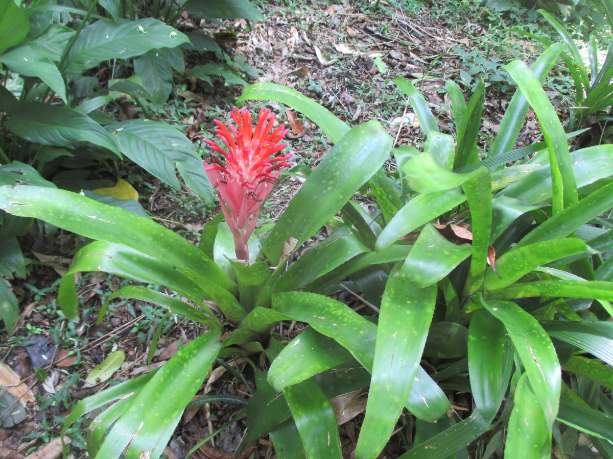 Image of Billbergia pyramidalis specimen.