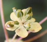 Bupleurum longifolium подвид aureum. Зонтичек с плодами. Алтай, окр. п. Манжерок, г. Черепан. 26.08.2009.