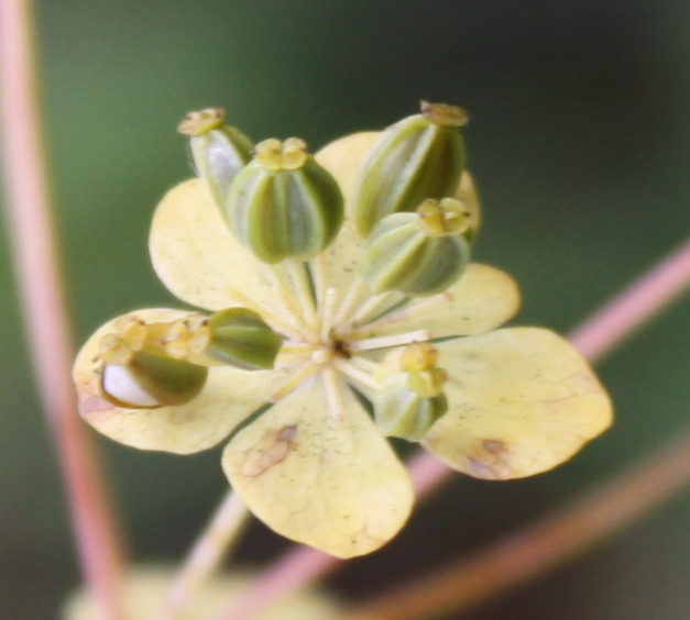 Изображение особи Bupleurum longifolium ssp. aureum.