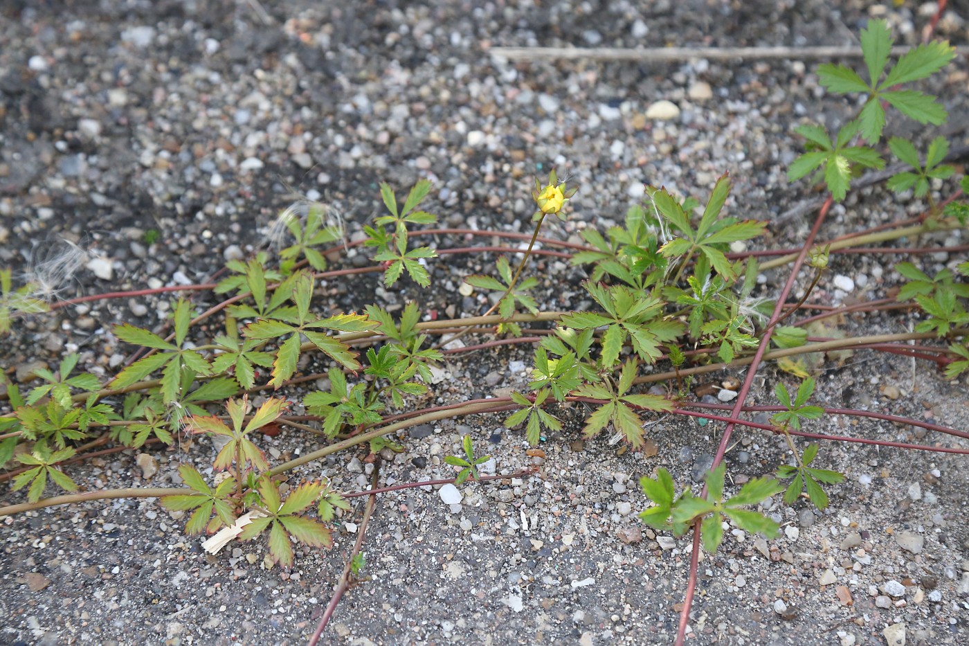 Изображение особи Potentilla reptans.