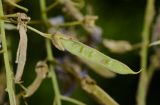 Bolusanthus speciosus