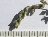 Image of taxon representative. Author is Сергей Банкетов