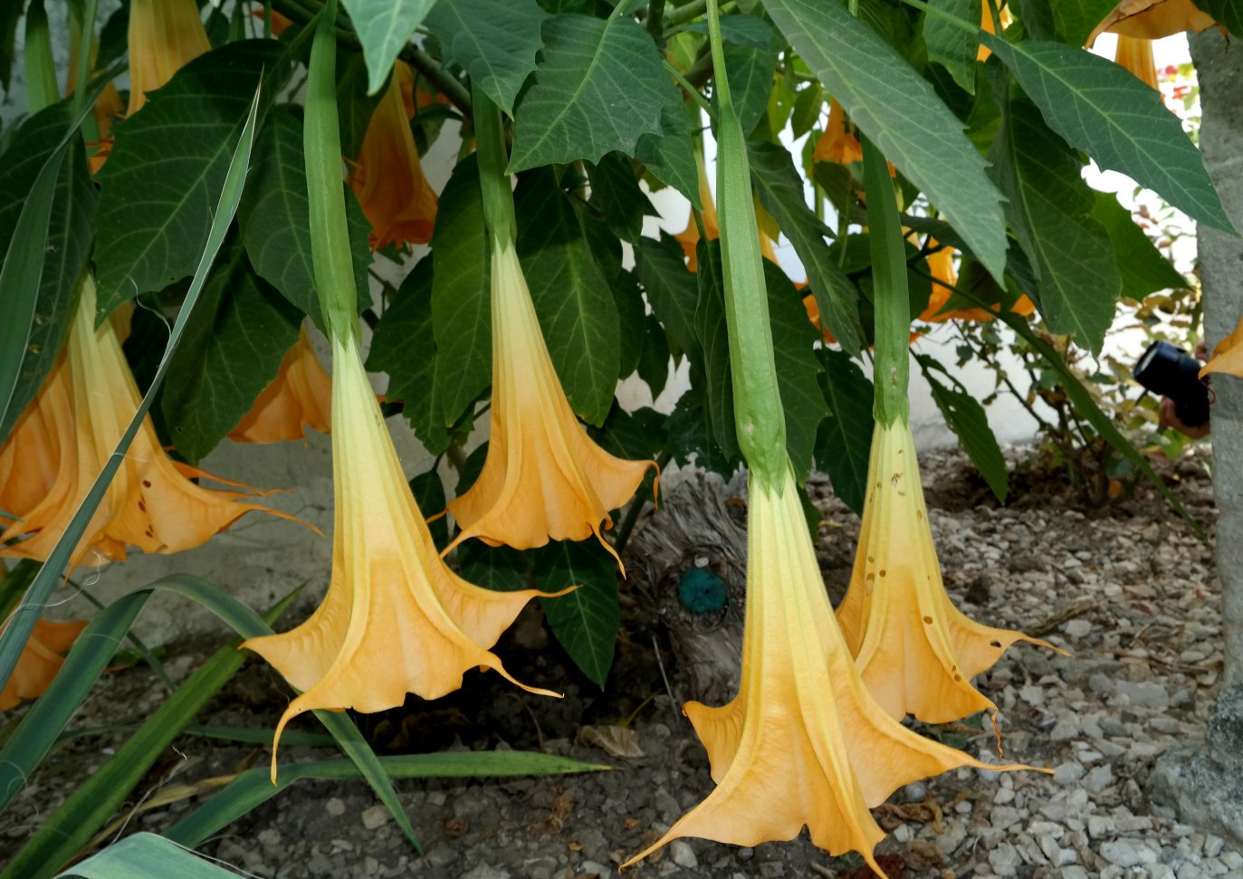 Image of Brugmansia aurea specimen.