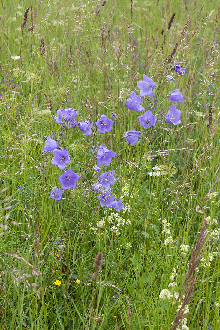 Image of Campanula persicifolia specimen.