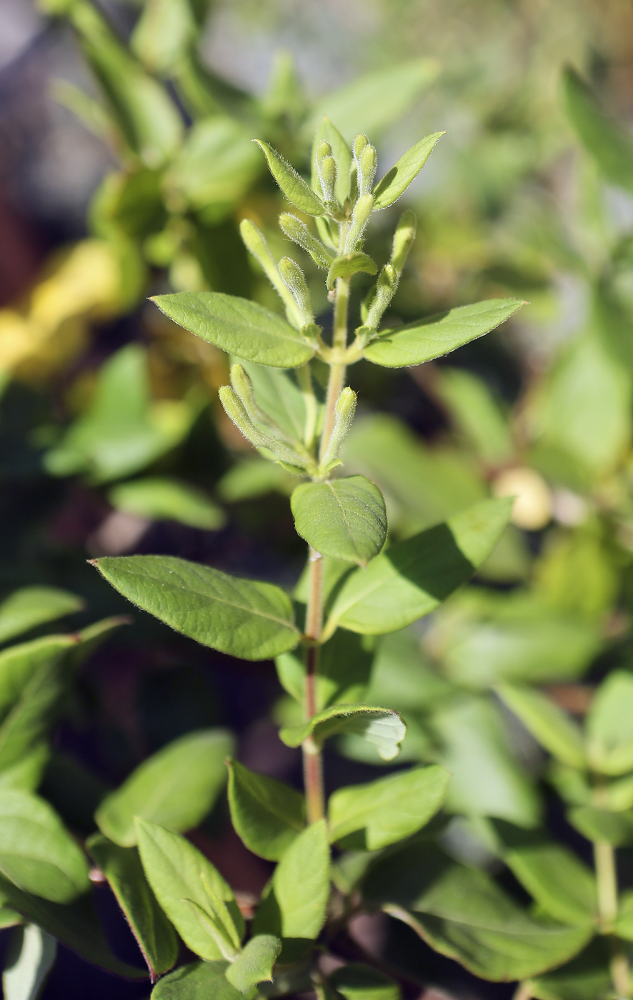 Image of Lonicera japonica specimen.