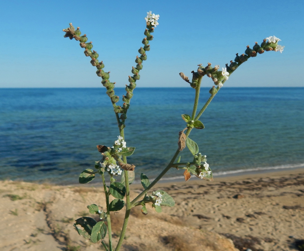 Изображение особи Heliotropium ellipticum.