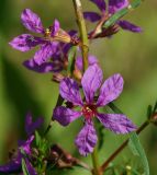 Lythrum virgatum