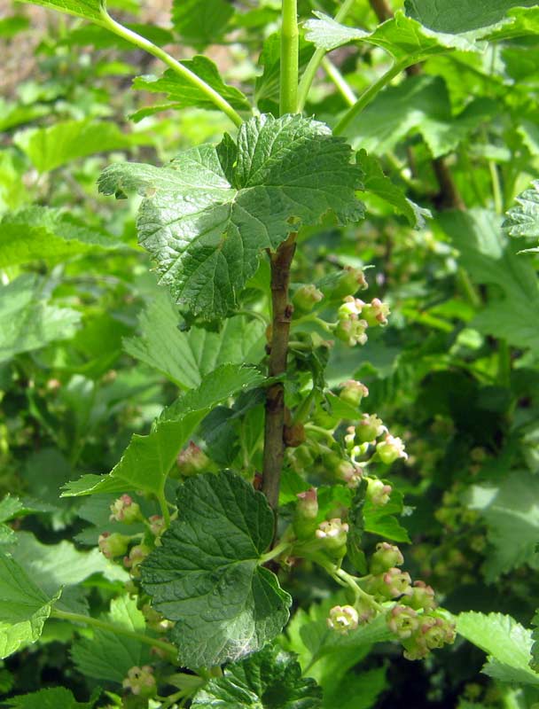 Изображение особи Ribes rubrum.