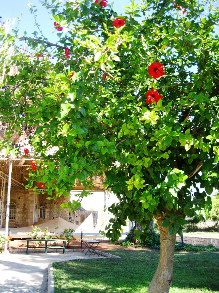 Image of Hibiscus rosa-sinensis specimen.