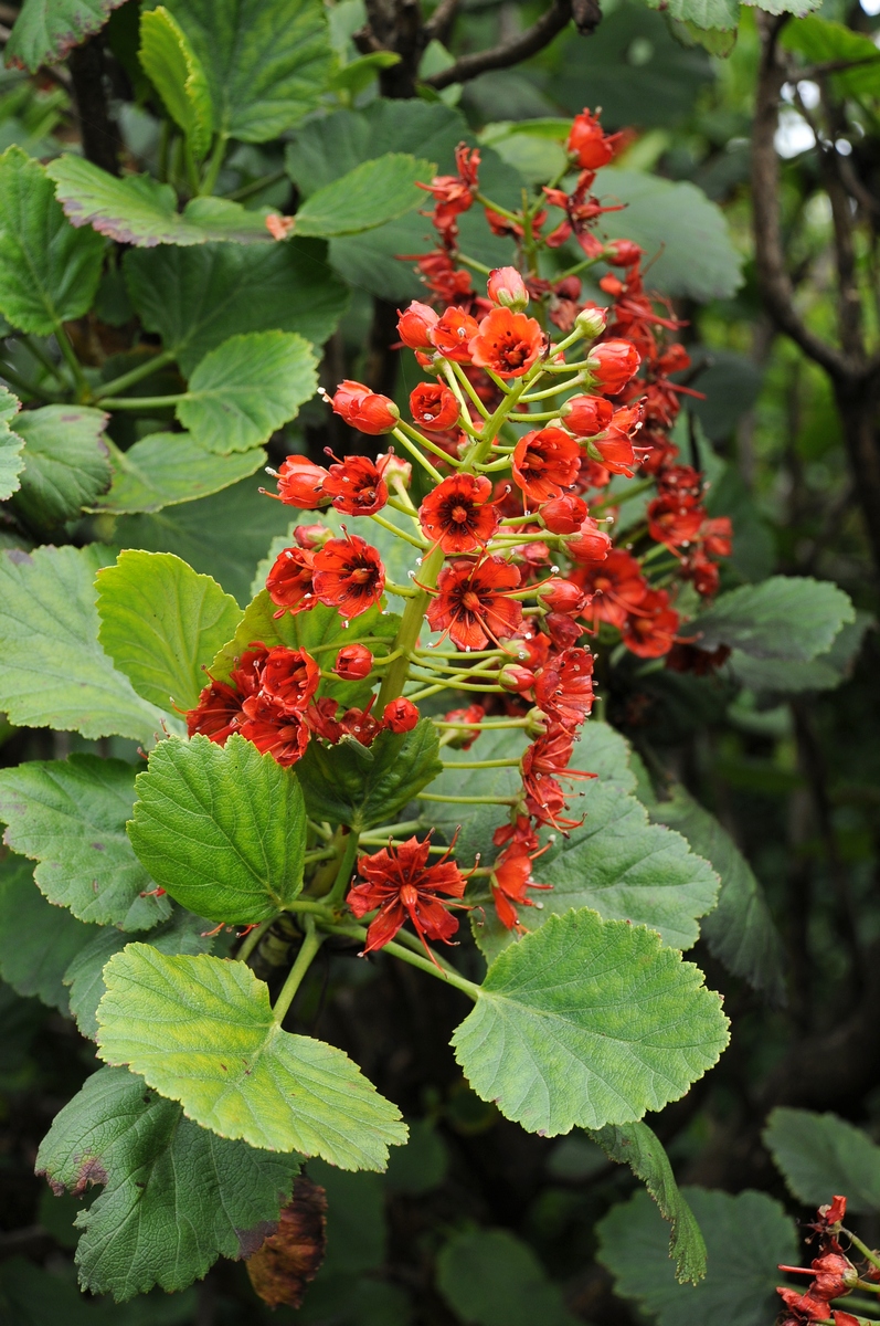 Изображение особи Greyia sutherlandii.