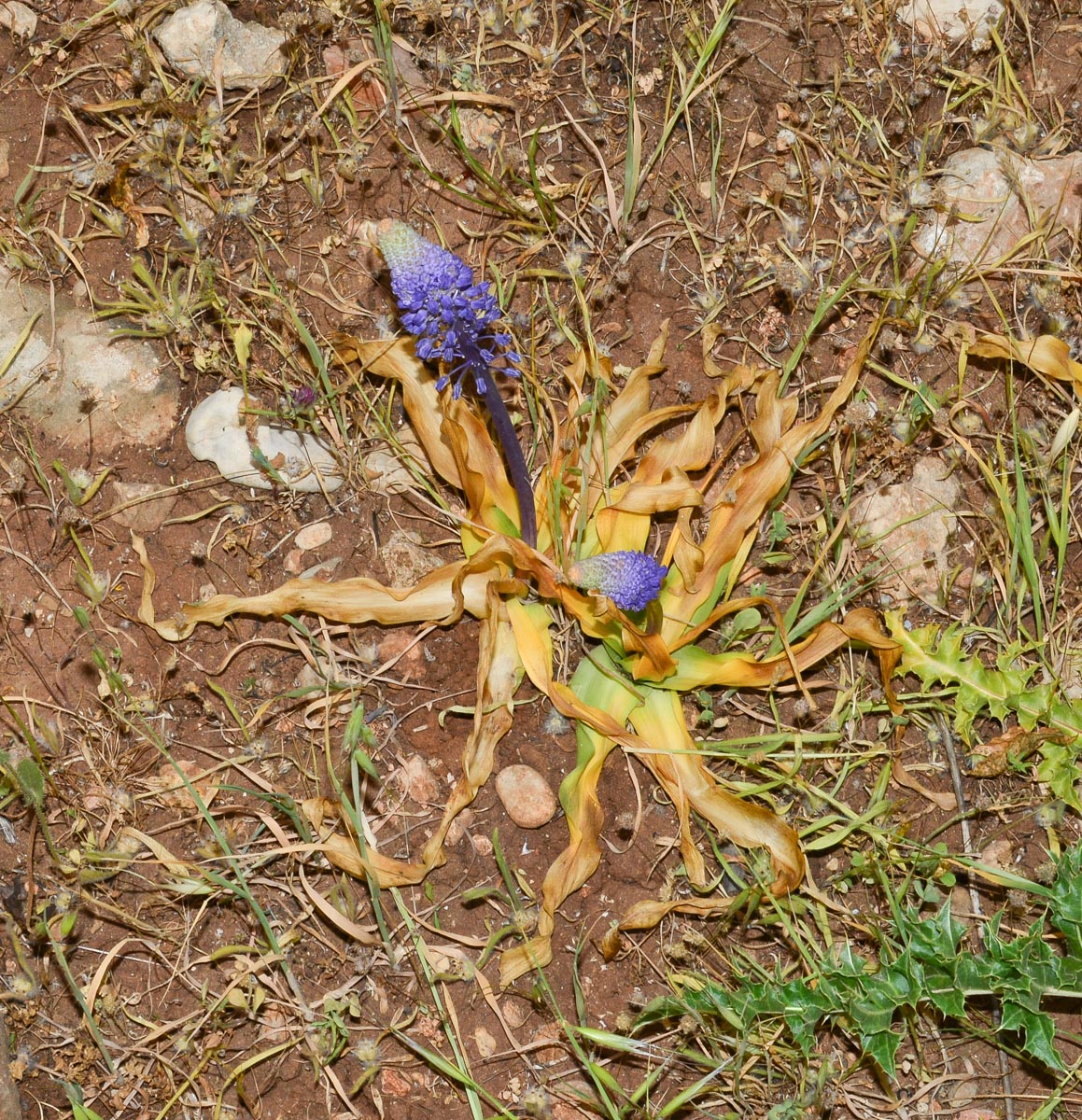 Изображение особи Scilla hyacinthoides.