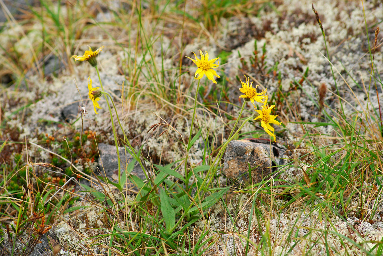 Изображение особи Arnica frigida.