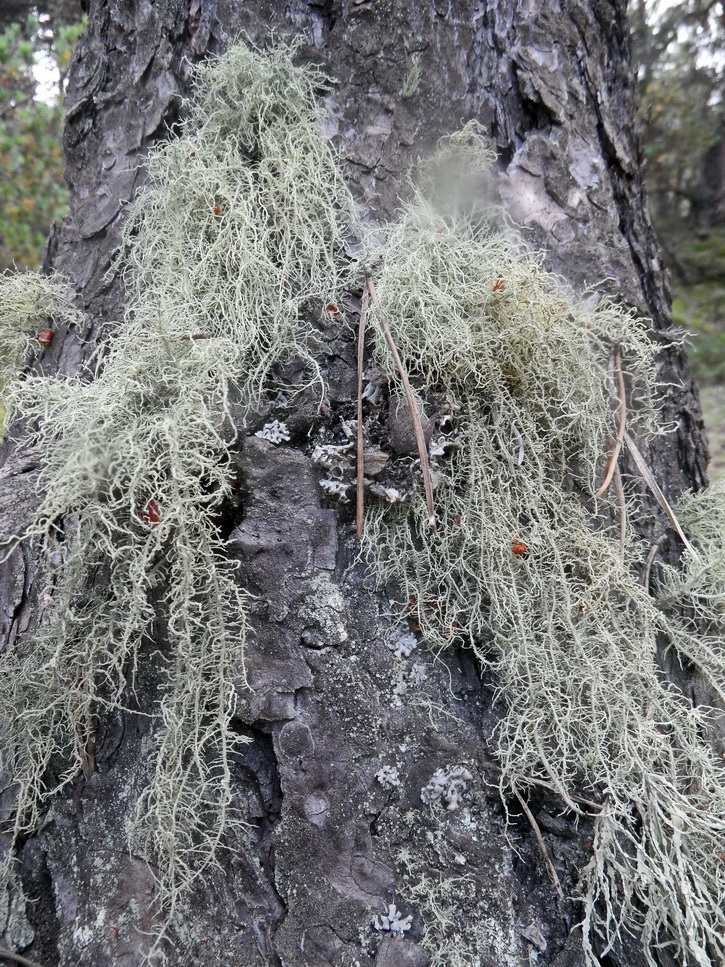 Image of genus Usnea specimen.