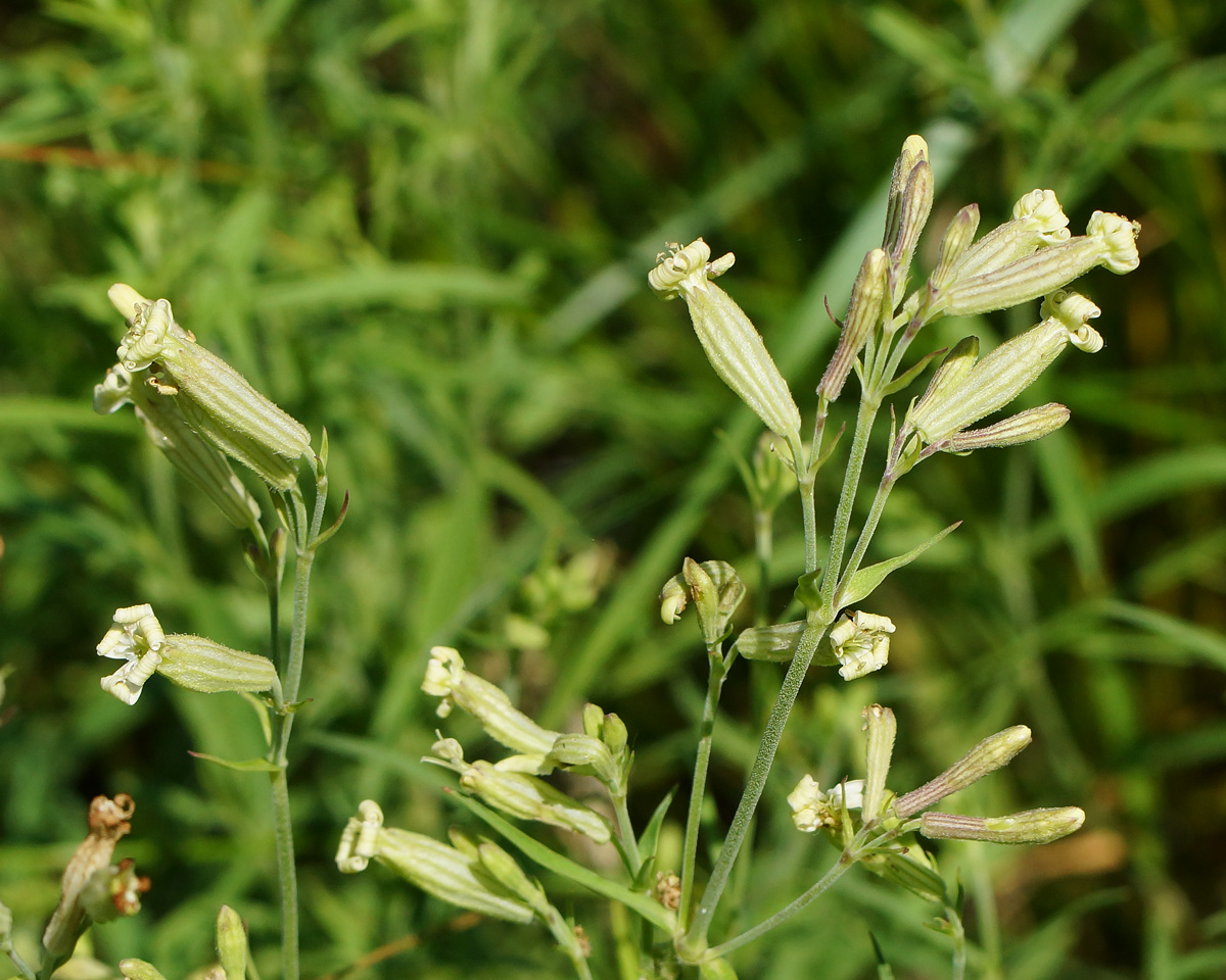 Image of Silene amoena specimen.