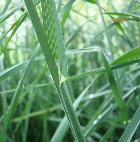 Изображение особи Dactylis glomerata.