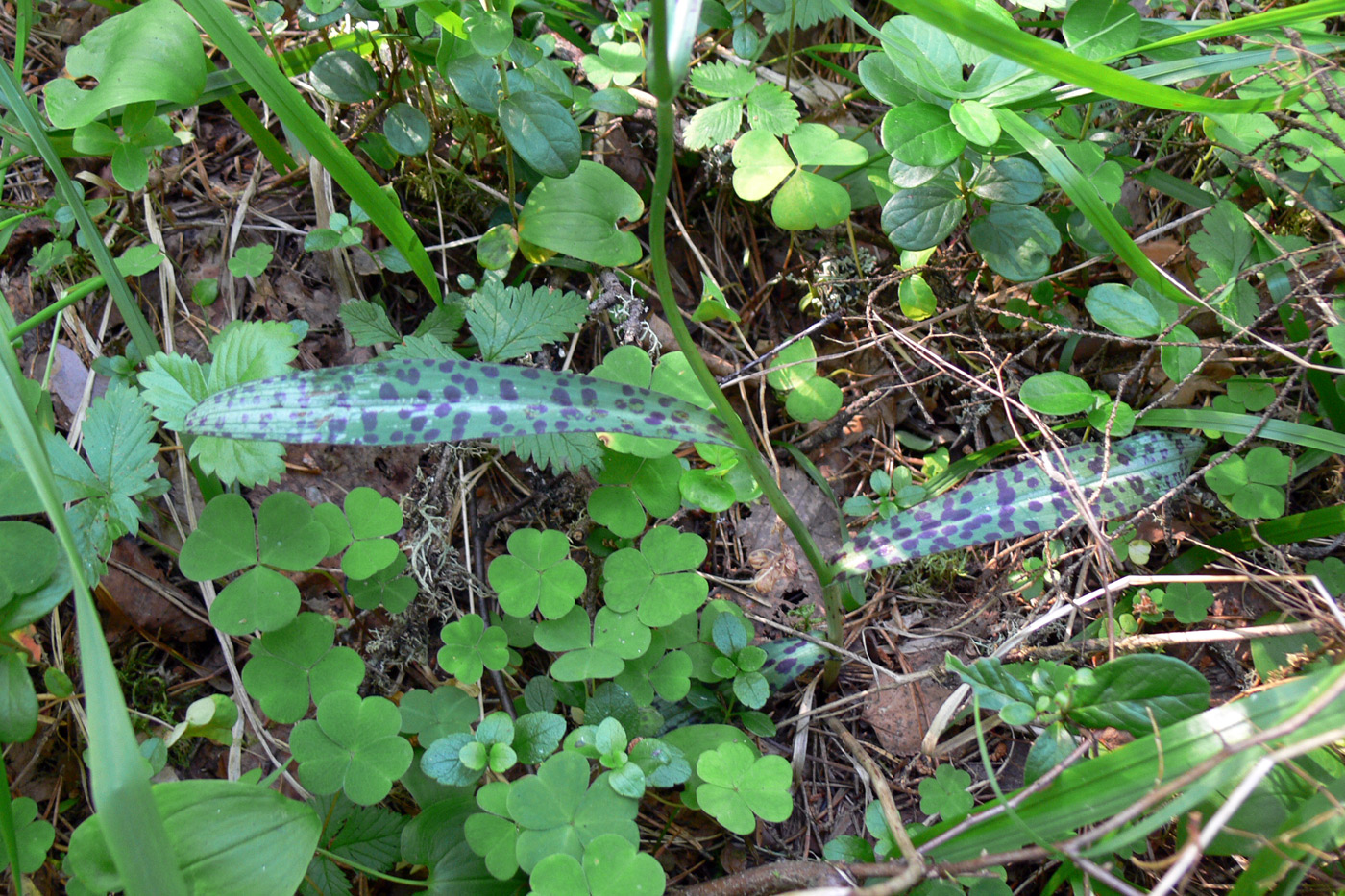 Image of Dactylorhiza fuchsii specimen.