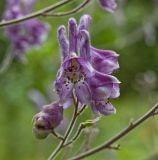 Aconitum septentrionale