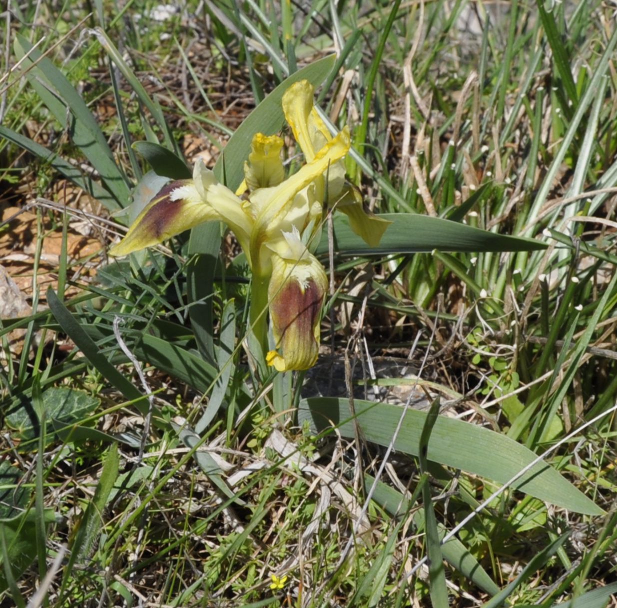 Image of Iris pumila ssp. attica specimen.